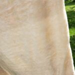 Lefovs Hooded Blanket 9